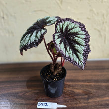 Load image into Gallery viewer, #D912 Begonia Fireworks