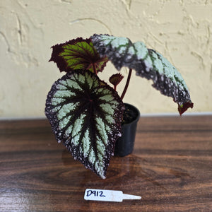 #D912 Begonia Fireworks