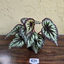 Load image into Gallery viewer, #R39 Begonia Fireworks