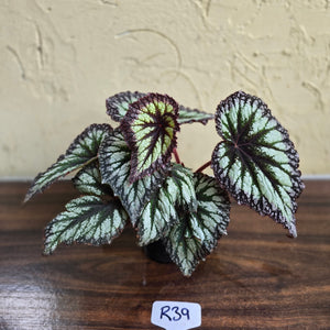 #R39 Begonia Fireworks
