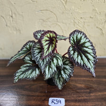 Load image into Gallery viewer, #R39 Begonia Fireworks