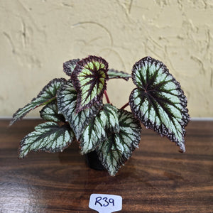 #R39 Begonia Fireworks