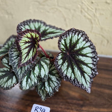 Load image into Gallery viewer, #R39 Begonia Fireworks