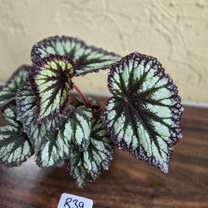 #R39 Begonia Fireworks