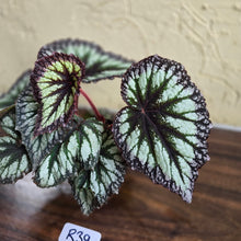 Load image into Gallery viewer, #R39 Begonia Fireworks