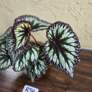 #R39 Begonia Fireworks