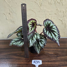 Load image into Gallery viewer, #R39 Begonia Fireworks
