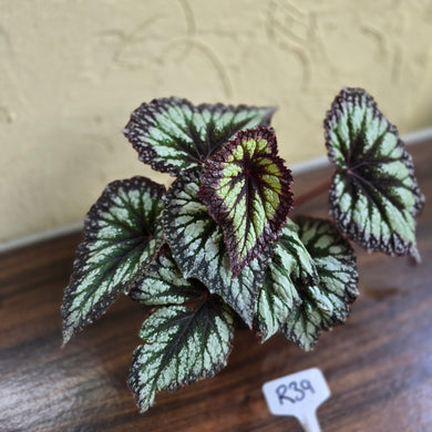 #R39 Begonia Fireworks