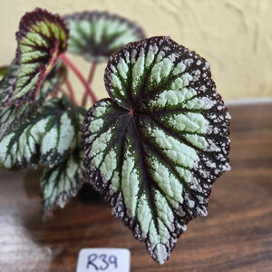 #R39 Begonia Fireworks