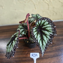 Load image into Gallery viewer, #R39 Begonia Fireworks