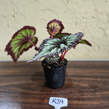 Load image into Gallery viewer, #R39 Begonia Fireworks