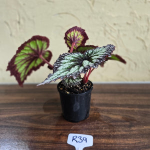 #R39 Begonia Fireworks