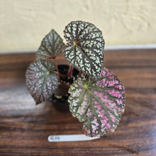 Load image into Gallery viewer, #R19 Begonia Unknown