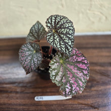 Load image into Gallery viewer, #R19 Begonia Unknown