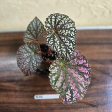 Load image into Gallery viewer, #R19 Begonia Unknown