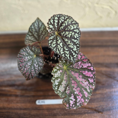 #R19 Begonia Unknown