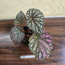 Load image into Gallery viewer, #R19 Begonia Unknown