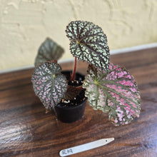 Load image into Gallery viewer, #R19 Begonia Unknown