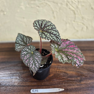 #R19 Begonia Unknown
