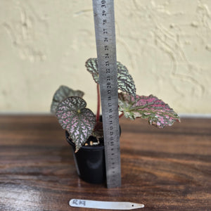 #R19 Begonia Unknown