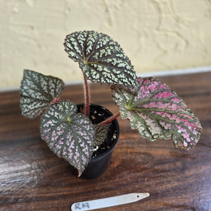 #R19 Begonia Unknown