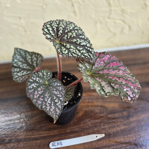 #R19 Begonia Unknown