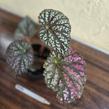 Load image into Gallery viewer, #R19 Begonia Unknown