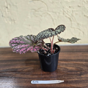 #R19 Begonia Unknown