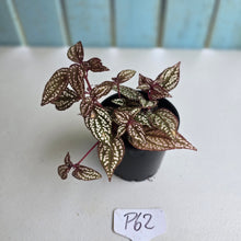 Load image into Gallery viewer, #P62 Sonerila Maculata