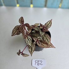 Load image into Gallery viewer, #P62 Sonerila Maculata