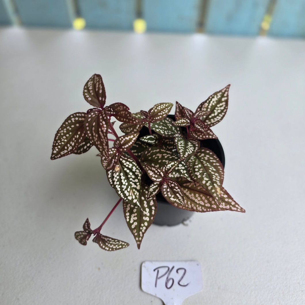 #P62 Sonerila Maculata