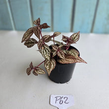 Load image into Gallery viewer, #P62 Sonerila Maculata