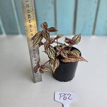 Load image into Gallery viewer, #P62 Sonerila Maculata