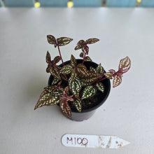 Load image into Gallery viewer, #M100 Sonerila Maculata