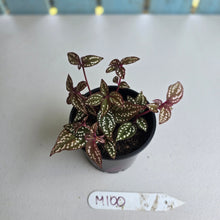 Load image into Gallery viewer, #M100 Sonerila Maculata