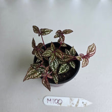 Load image into Gallery viewer, #M100 Sonerila Maculata