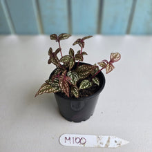 Load image into Gallery viewer, #M100 Sonerila Maculata