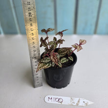 Load image into Gallery viewer, #M100 Sonerila Maculata