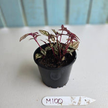 Load image into Gallery viewer, #M100 Sonerila Maculata