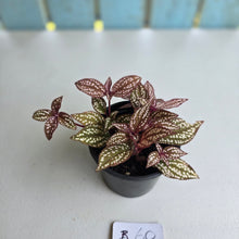 Load image into Gallery viewer, #B60 Sonerila Maculata