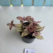 Load image into Gallery viewer, #B60 Sonerila Maculata