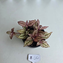 Load image into Gallery viewer, #B60 Sonerila Maculata