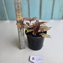 Load image into Gallery viewer, #B60 Sonerila Maculata