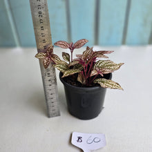 Load image into Gallery viewer, #B60 Sonerila Maculata