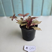 Load image into Gallery viewer, #B60 Sonerila Maculata