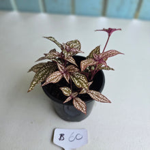 Load image into Gallery viewer, #B60 Sonerila Maculata