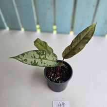 Load image into Gallery viewer, #149 Apoballis Acuminatissima