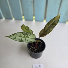 Load image into Gallery viewer, #149 Apoballis Acuminatissima