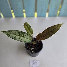 Load image into Gallery viewer, #149 Apoballis Acuminatissima