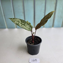 Load image into Gallery viewer, #149 Apoballis Acuminatissima